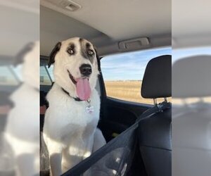 Anatolian Shepherd-Great Pyrenees Mix Dogs for adoption in Winter Park, CO, USA