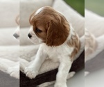 Small Photo #4 Cavalier King Charles Spaniel Puppy For Sale in RIVERSIDE, CA, USA