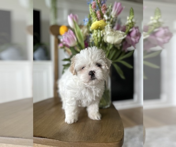 Medium Photo #1 Shih Tzu Puppy For Sale in HARRISONBURG, VA, USA