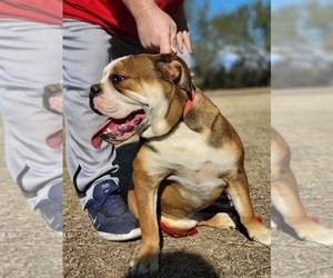 English Bulldog Puppy for sale in TUCSON, AZ, USA