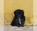 Small Photo #2 Pom-A-Poo Puppy For Sale in NAPPANEE, IN, USA