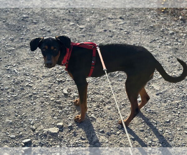 Medium Photo #4 Doberman Pinscher-Unknown Mix Puppy For Sale in Salt Lake City, UT, USA