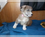 Small Photo #63 Australian Shepherd-Pembroke Welsh Corgi Mix Puppy For Sale in GALLEGOS, NM, USA