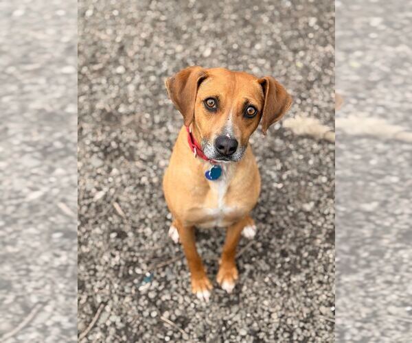 Medium Photo #14 Mutt Puppy For Sale in Elmsford, NY, USA