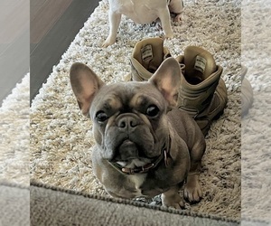 French Bulldog Puppy for sale in SEGUIN, TX, USA