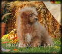 Small Photo #59 Poodle (Miniature) Puppy For Sale in COPPOCK, IA, USA