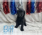 Small Photo #15 Goldendoodle Puppy For Sale in BLUFFTON, IN, USA
