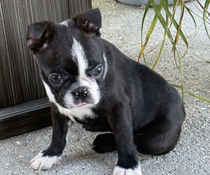 Boston Terrier Puppy for sale in SAUCIER, MS, USA