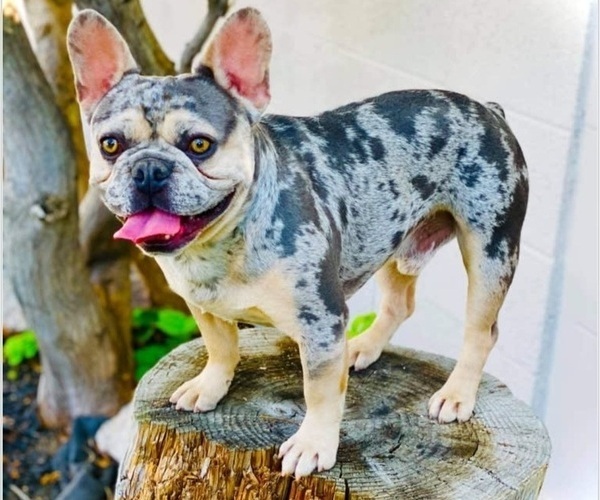 Medium Photo #1 French Bulldog Puppy For Sale in BLAKESBURG, IA, USA
