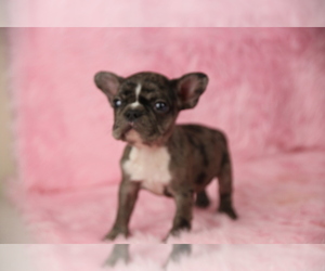 French Bulldog Puppy for sale in LOS ANGELES, CA, USA
