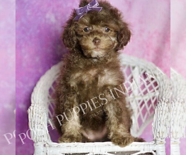 Medium Photo #29 Poodle (Miniature) Puppy For Sale in WARSAW, IN, USA