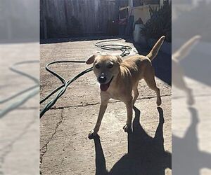 Medium Retriever  Mix