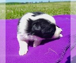 Small Photo #22 Border Collie Puppy For Sale in NORBORNE, MO, USA