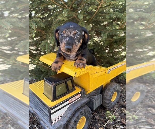 Medium Photo #2 Dachshund Puppy For Sale in MIDDLEBURY, IN, USA