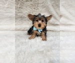 Small #1 Morkie