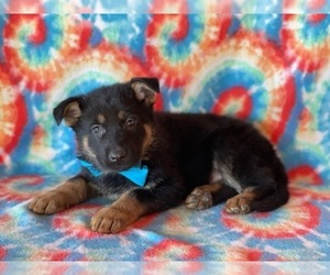 German Shepherd Dog Puppy for sale in LANCASTER, PA, USA