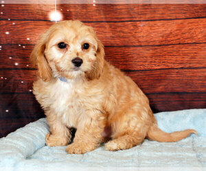 Cavapoo Puppy for sale in PENNS CREEK, PA, USA