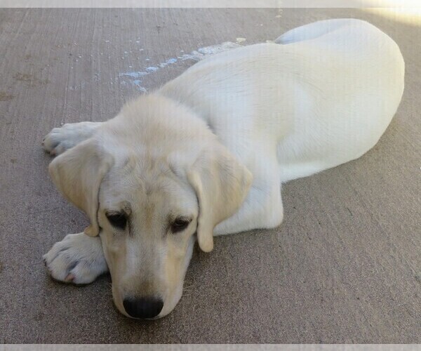 Medium Photo #3 Labrador Retriever Puppy For Sale in PLANO, TX, USA