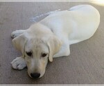 Small Photo #3 Labrador Retriever Puppy For Sale in PLANO, TX, USA