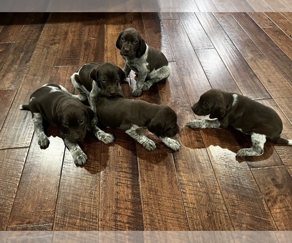 Medium Photo #2 German Shorthaired Pointer Puppy For Sale in FAIR PLAY, MO, USA