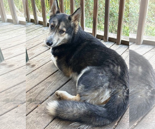 Medium Photo #2 Gerberian Shepsky Puppy For Sale in Blacksburg, SC, USA