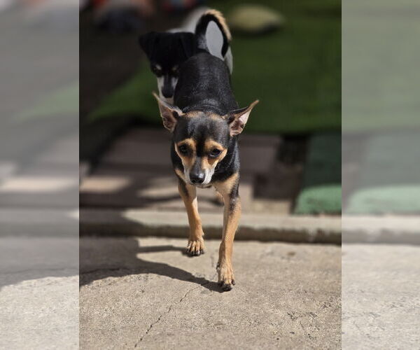 Medium Photo #6 Chihuahua Puppy For Sale in Sandy, UT, USA