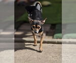Small #5 Chihuahua