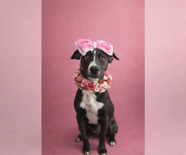 Medium Photo #3 Labrador Retriever-Unknown Mix Puppy For Sale in San Diego, CA, USA