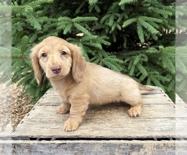 Medium Photo #1 Dachshund Puppy For Sale in MIDDLEBURY, IN, USA