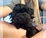 Small #10 Shih-Poo