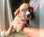 Love - Female Mutt Dog for Adoption - Small photo