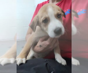 GALAXY - Female Labrador Retriever-Unknown Mix Dog for Adoption - Photo #3