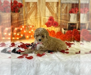 Poodle (Toy) Puppy for sale in RIPLEY, MS, USA