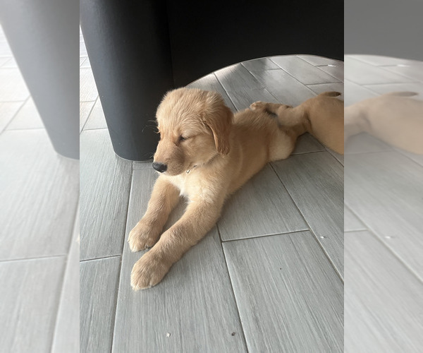 Medium Photo #3 Golden Retriever Puppy For Sale in ORLANDO, FL, USA