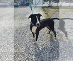 Small #9 American Pit Bull Terrier Mix