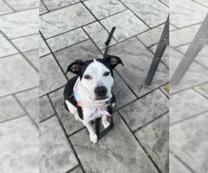 Jam - Female Mutt Dog for Adoption - Photo #5
