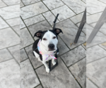 Small Photo #5 Mutt Puppy For Sale in Plainfield, IL, USA