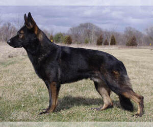 Father of the German Shepherd Dog puppies born on 05/18/2022
