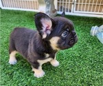 Small #1 French Bulldog