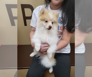 Pomsky Puppy for sale in SHINNSTON, WV, USA