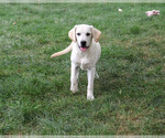 Whitney - Female Labrador Retriever Puppy for Sale - Photo #3