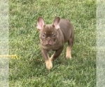Puppy Godiva French Bulldog