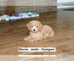 Cavapoo Dog for Adoption in CLARKRANGE, Tennessee USA