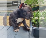 Small Photo #14 American Bully Puppy For Sale in ROCKVILLE, MD, USA