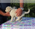 Small Photo #9 Goldendoodle Puppy For Sale in UNION CITY, TN, USA