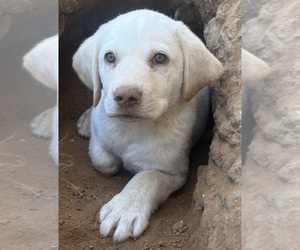 Labrador Retriever Puppy for Sale in PLEASANT GROVE, California USA