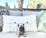 Small Photo #9 French Bulldog Puppy For Sale in COSTA MESA, CA, USA
