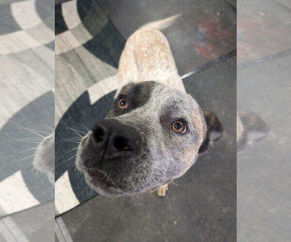 Medium Photo #5 Mutt Puppy For Sale in Garden City, NY, USA