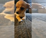 Puppy 3 Chihuahua