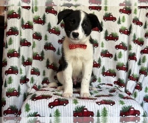 Australian Cattle Dog-Border Collie Mix Puppy for sale in LAKELAND, FL, USA
